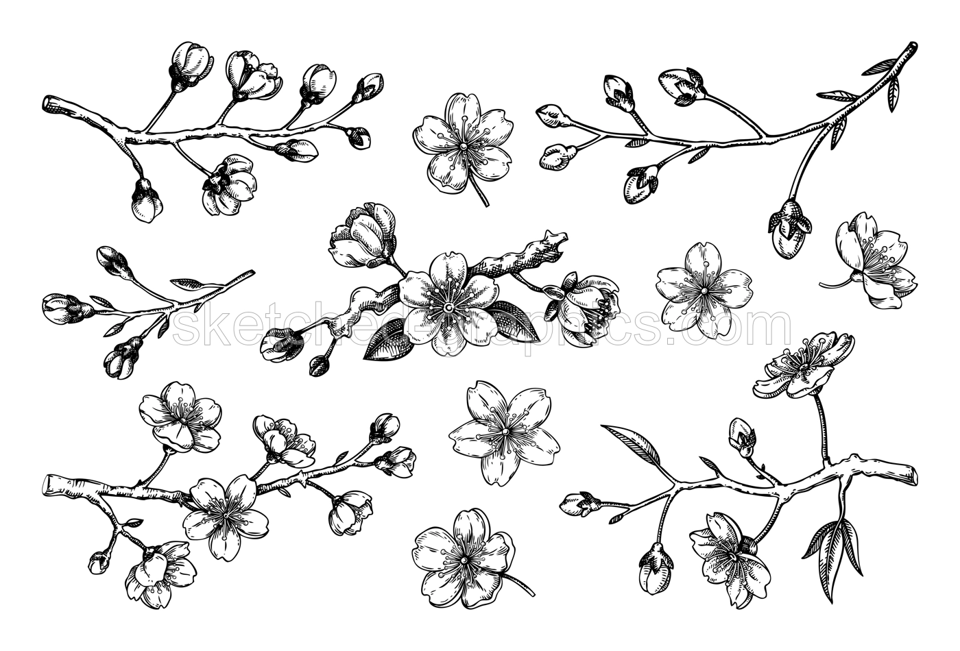 Sakura flower sketches. Cherry blossom vector illustration. Hand-drawn spring flowers. Japanese sryle. Not AI generated Illustration